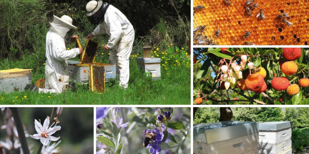 Stage apiculture en Provence, var, DRAGUIGNAN, en journée complète ou demi-journée