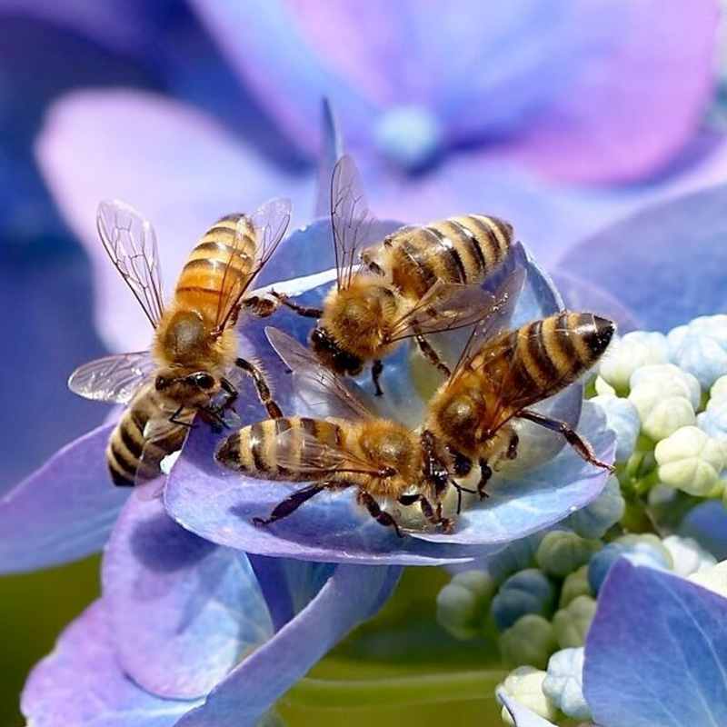 Miels produits et récoltés en PROVENCE